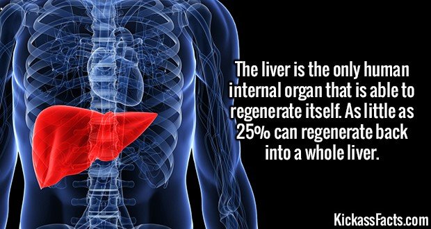 2355-Liver.jpg
