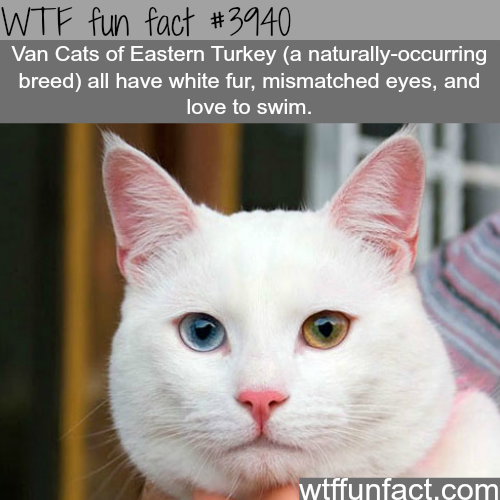 tumblr_nnuj9kWR271roqv59o1_500.png