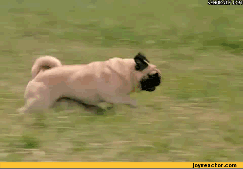gif-dog-pug-run-464024.gif