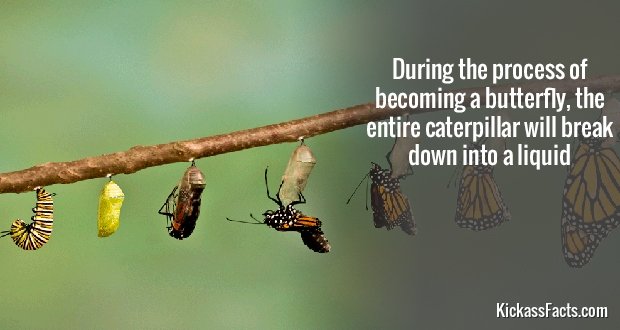 475ButterflyLife.jpg