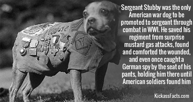 407Sergeant-Stubby.jpg