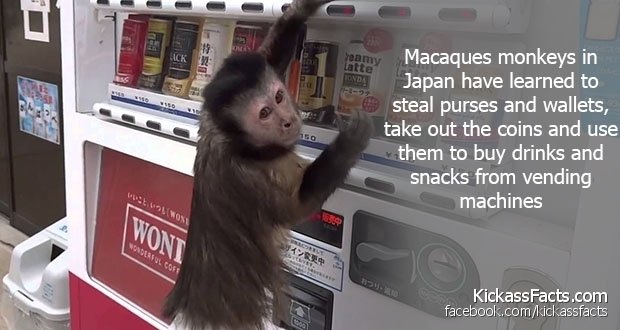 141JapaneseMacques.jpg