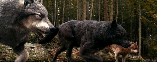 6a97da6dd50c95694a210588dffd5ded.gif