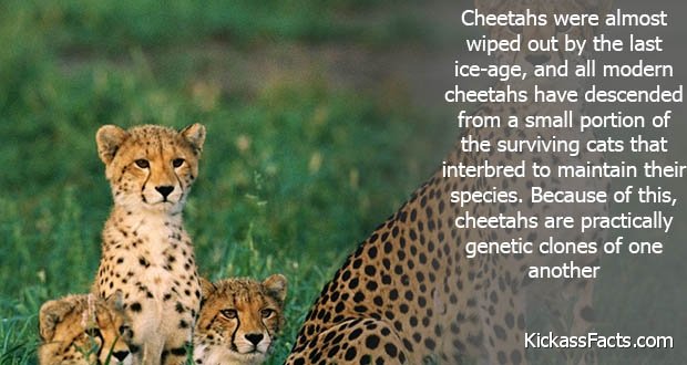 193Cheetah.jpg