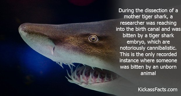 217TigerShark.jpg