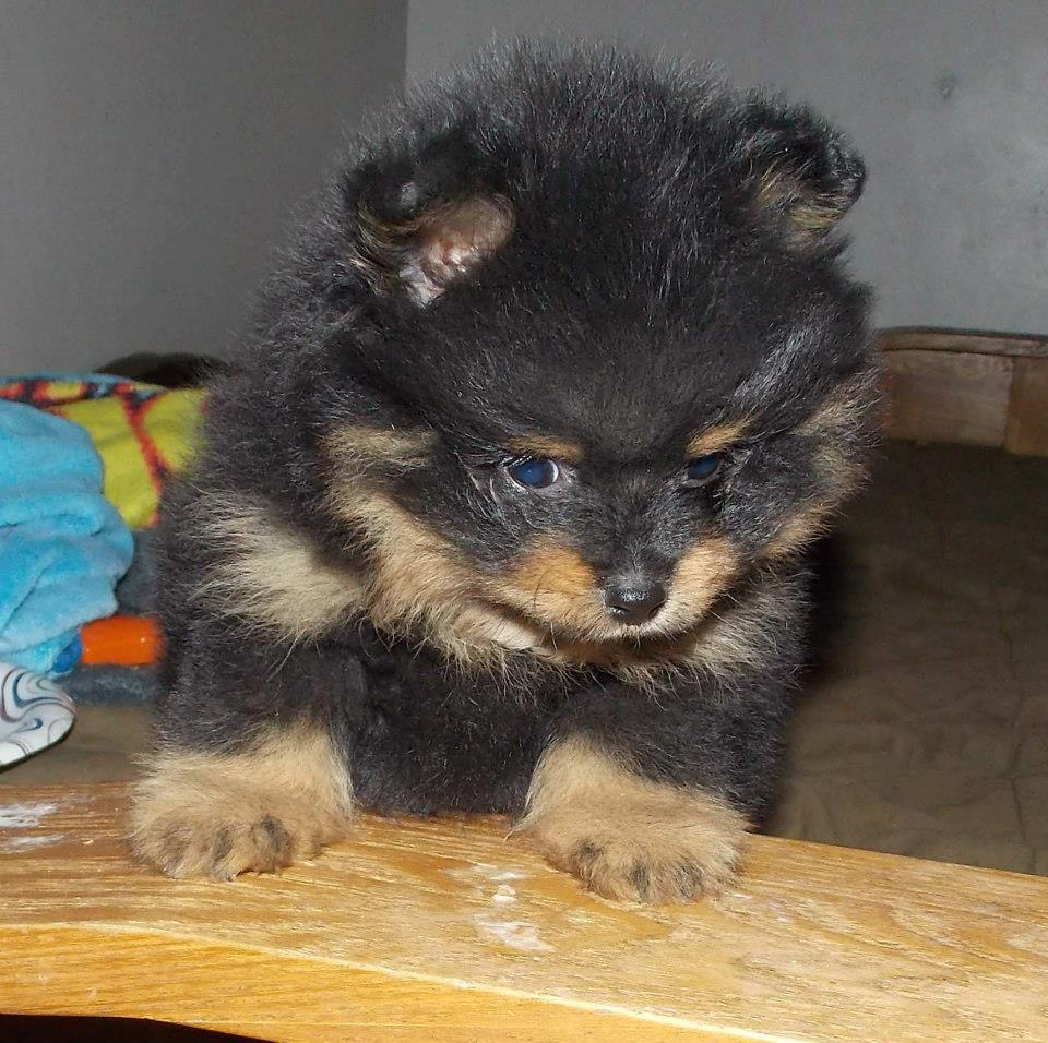 apex+pomskies.jpg