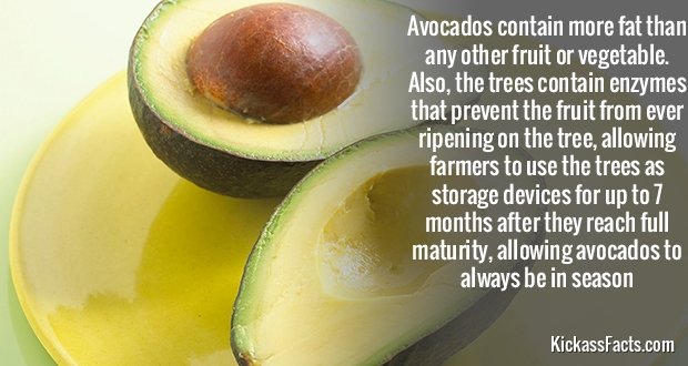 339Avocados.jpg
