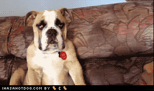 uq9wc7ypt3rp.gif