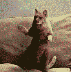 tumblr_m8cge584DW1qeywv5.gif