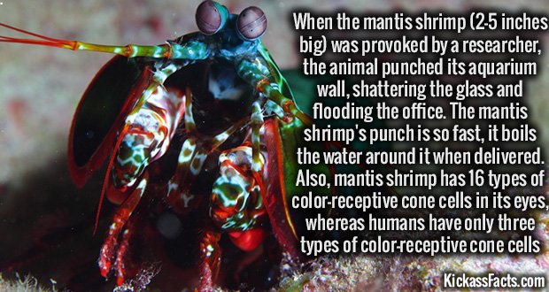 962-Mantis-Shrimp.jpg