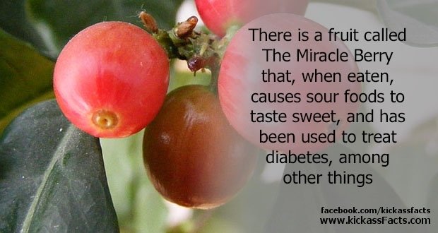13Miracle-Berry2.jpg