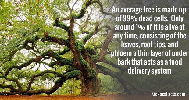 455Tree.jpg