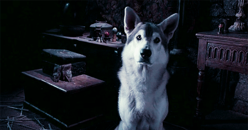 tumblr_lk7x79dK0Q1qc8cs2o1_500.gif