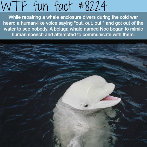 tumblr_p0tdb1mIh51roqv59o1_500.png