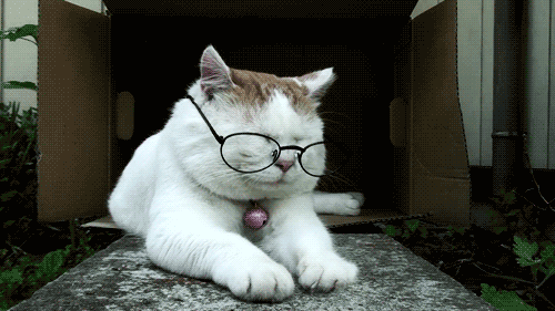 h44kz1vzs9q0.gif