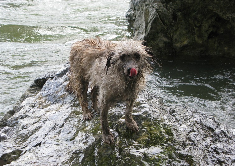 Wet%20Dog.jpg