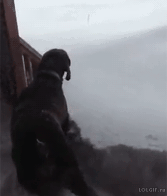 gifs_24.gif