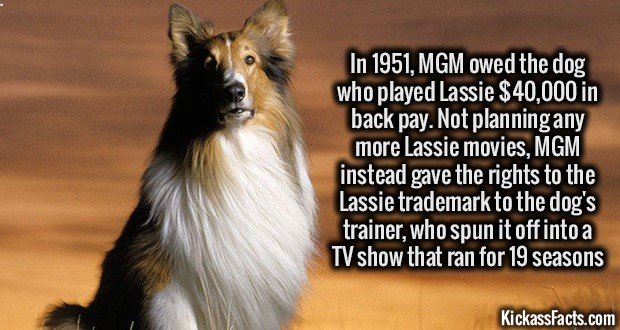 1209-Lassie.jpg