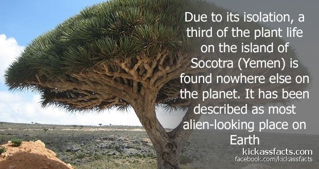 53Socotra.jpg