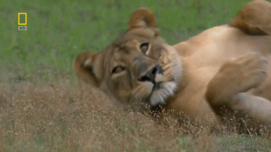 giphy-2.gif