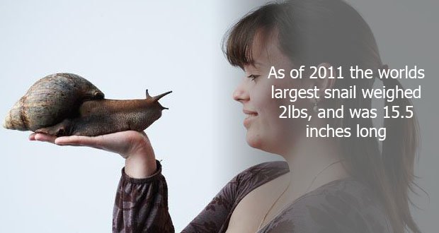 68LargestSnail.jpg