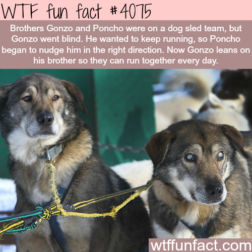tumblr_npe2n8F1Wv1roqv59o1_500.png