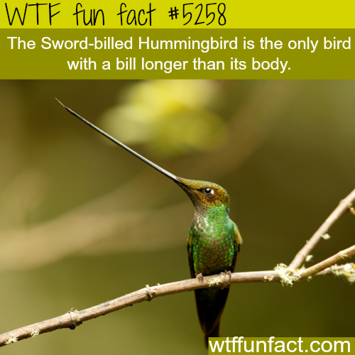 tumblr_o2kbby35641roqv59o1_500.png