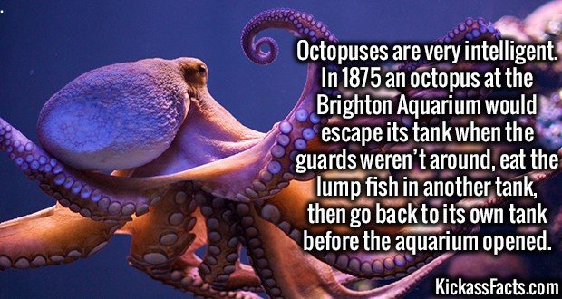 3488-Octopuses.jpg