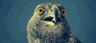 tumblr_mylw1xf7jd1shf0d0o1_400.gif