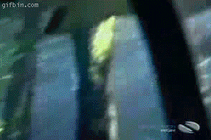 1242322699_blind-shark.gif
