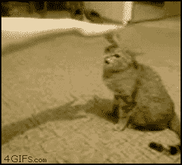 Angry_cat.gif
