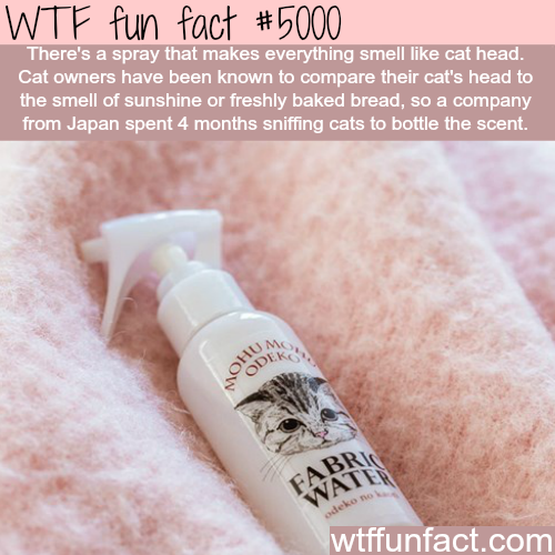 tumblr_nzm954D3bO1roqv59o1_500.png