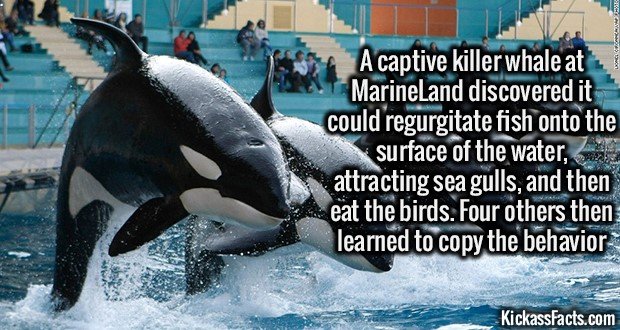 1317-Captive-killer-whale.jpg