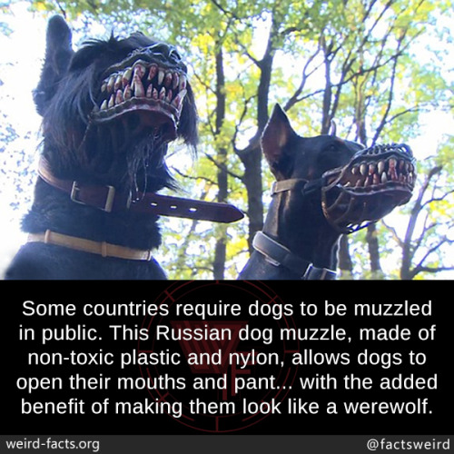 tumblr_nw3atbqkyf1szqwnwo2_r1_500.jpg