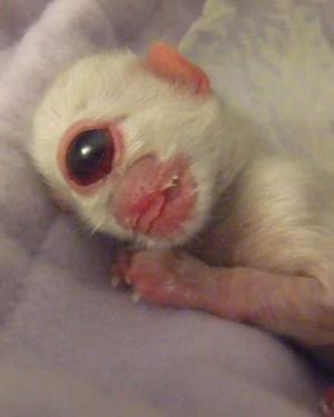 cyclops_kitten.jpg