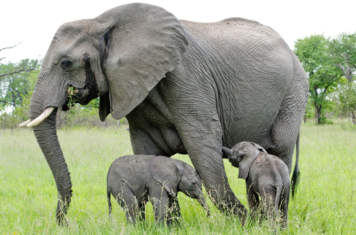 Elephant-twins-3.jpg