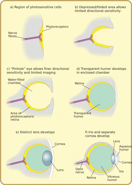 429px-diagram_of_eye_evolution-svg.png