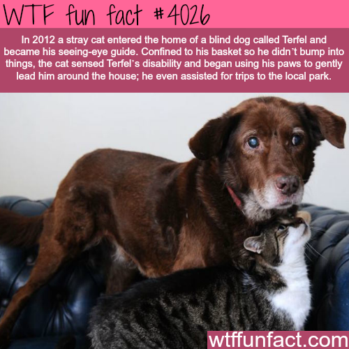 tumblr_nov5v03c5k1roqv59o1_500.png