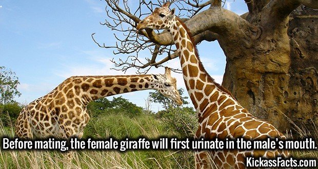 1944-Giraffe-Pair.jpg