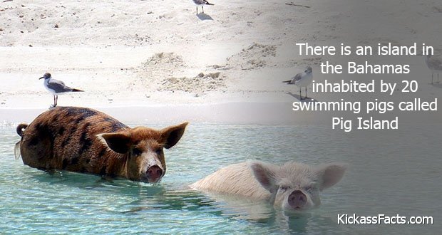 184PigIsland.jpg