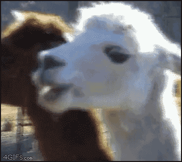 c2qal3ejuwge.gif