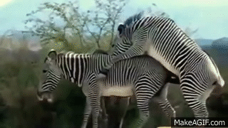 xyPKhR.gif