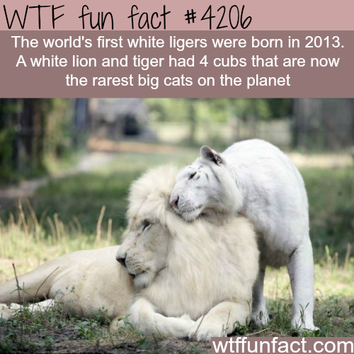 tumblr_nqs4yf4t021roqv59o1_500.png