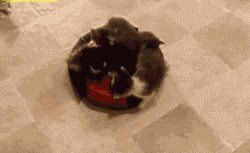 tumblr_mf770t5ROt1rfqyw9o1_250.gif