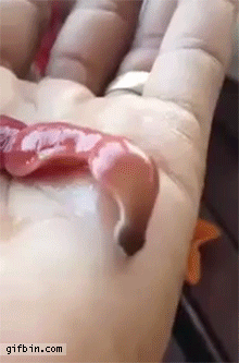 1430758579_ribbon_worm_eversion.gif