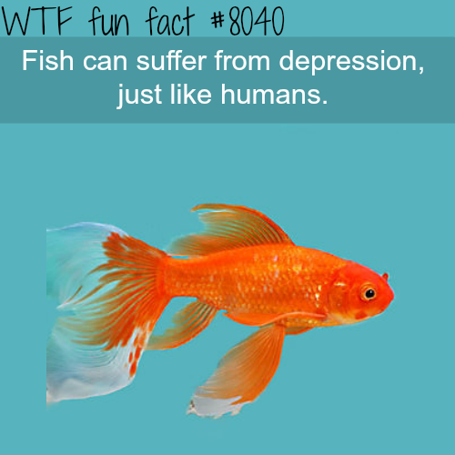tumblr_oxz609nXBS1roqv59o1_500.png