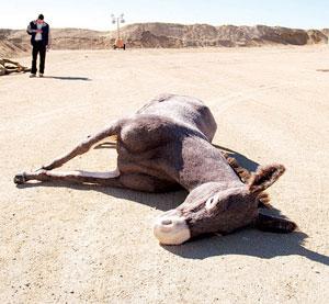 deaddonkey1.jpg