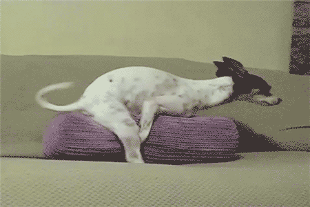 tumblr_mb6b4oefVL1ri2pgyo1_500.gif
