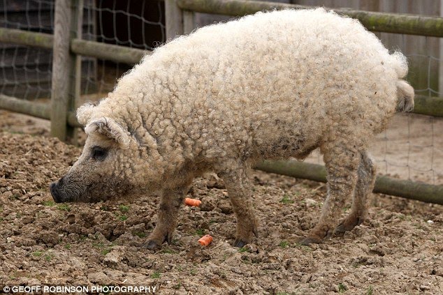 Sheep-Pig.jpg