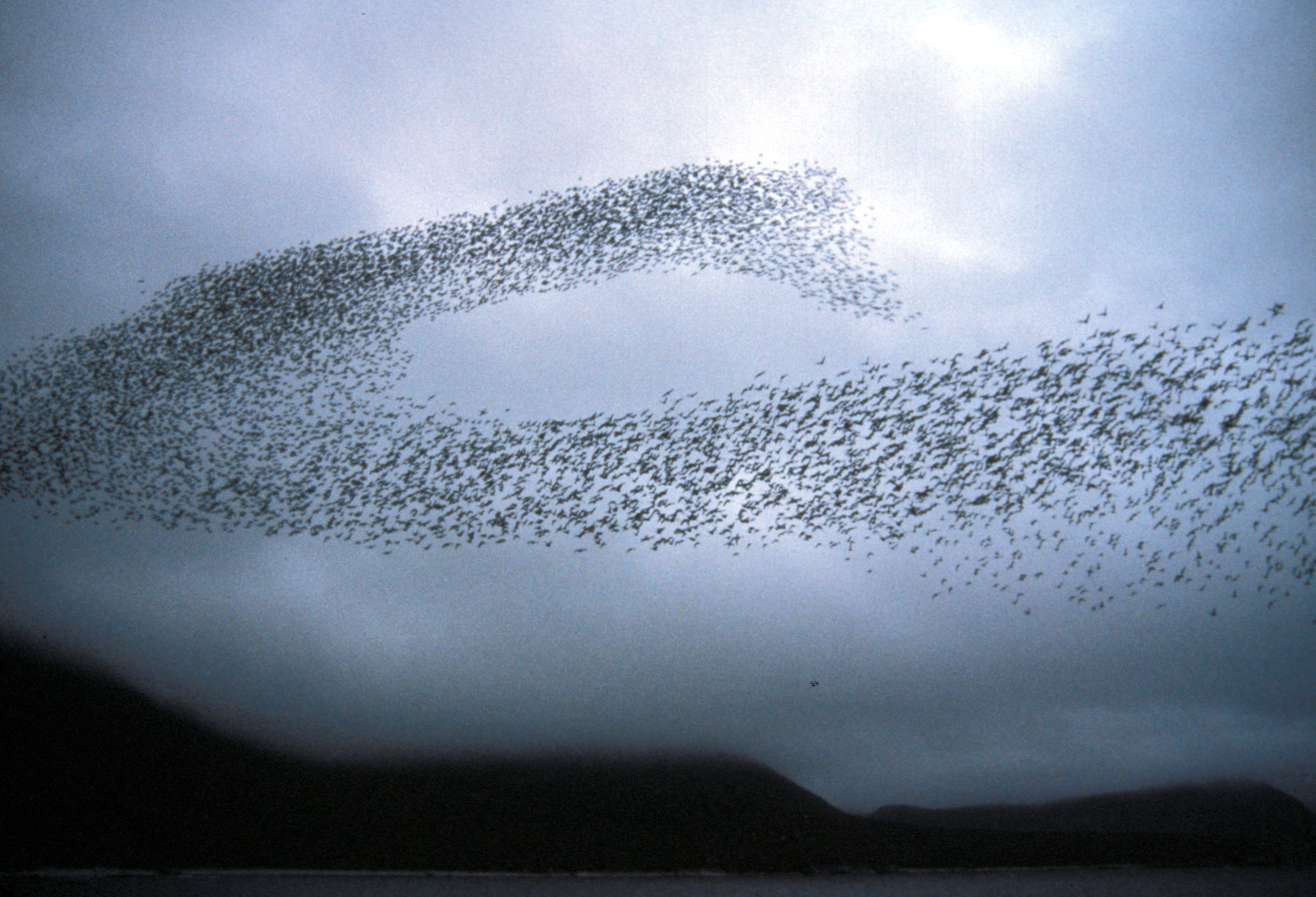 Auklet_flock_Shumagins_1986.jpg